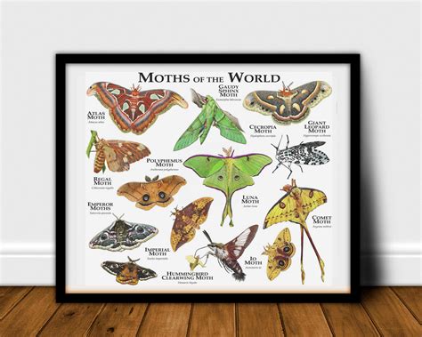 Buy Moths Of The World Poster Print Online In India Etsy