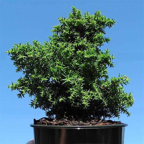 A Favorite Miniature Garden Tree The Tansu Japanese Cedar ‣ The Mini
