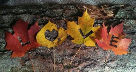 Autumn Leaves Facebook Covers