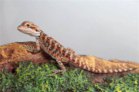 Baby Bearded Dragon Care The Ultimate Guide With Faqs