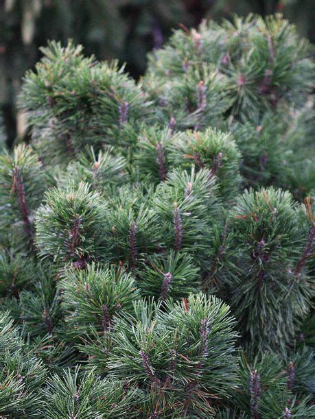 These insects are small and their bright colored shells are used to warn other insects to stay away. A landscaper's dream, there are hundreds of mugo pine ...