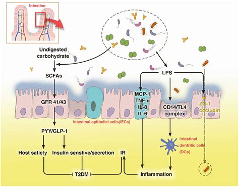 Frontiers Interactions Between Gut Microbiota Host And Herbal