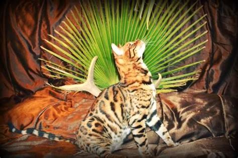 Cheetahsden bengal tica outstanding cattery and bengal cattery of excellence. Show Quality Bengal Kitten for Sale - Male 10 weeks old ...