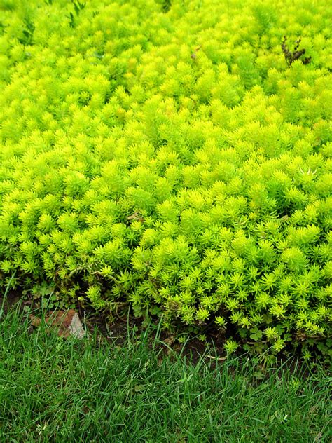 Bright Yellow Ground Cover Ground Cover Good