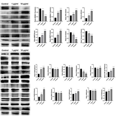 Intracellular Signaling Activities With Exogenous Hmgb Treatment In Download Scientific