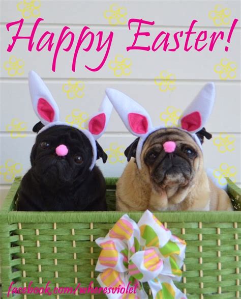 27 Best Easter Pugs Images On Pinterest Pug Dogs Pugs And Pug