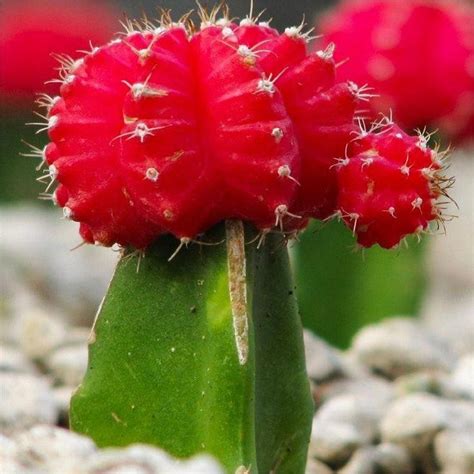 Red Moon Cactus Garden Plants Cactus Flower Cacti And Succulents