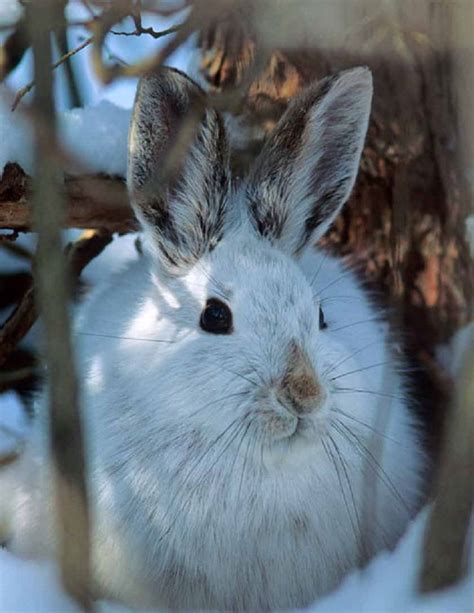 77 Best Images About Winter Wildlife On Pinterest Snow
