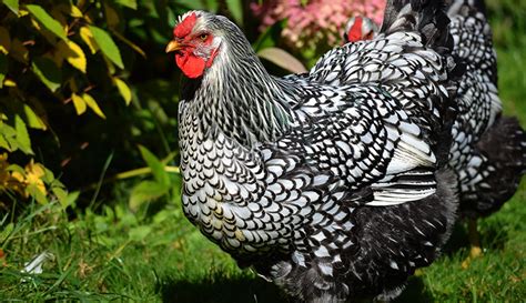 Poultry Profile Get To Know The Wyandotte Chicken Breed Hobby Farms