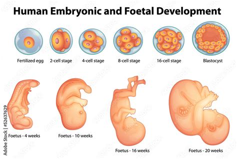 Stages In Human Embryonic Development Stock Vector Adobe Stock