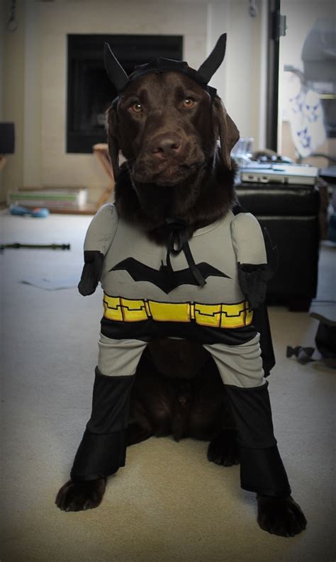 Cute Dogs Dressed As Superheroes 17 Pics Amazing Creatures
