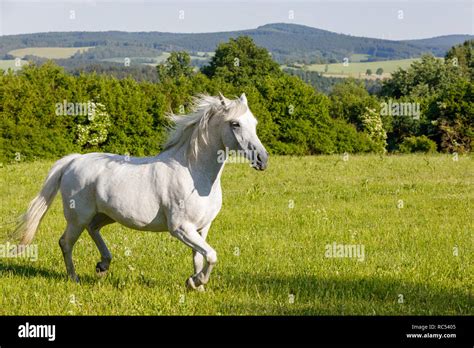 Beautiful White Horse Running In Spring Pasture Meadow On Farm