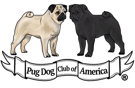 Pug Dog Club Of America Home In 2021 Dog Club Pug Dog Pugs