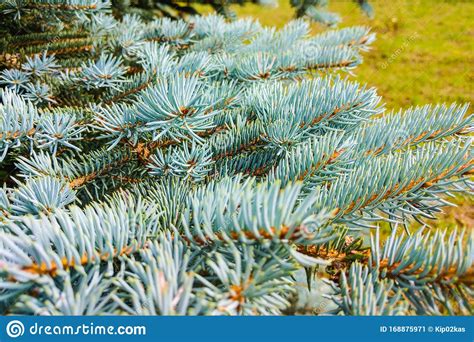 Dwarf Colorado Blue Spruce Latin Name Picea Pungens