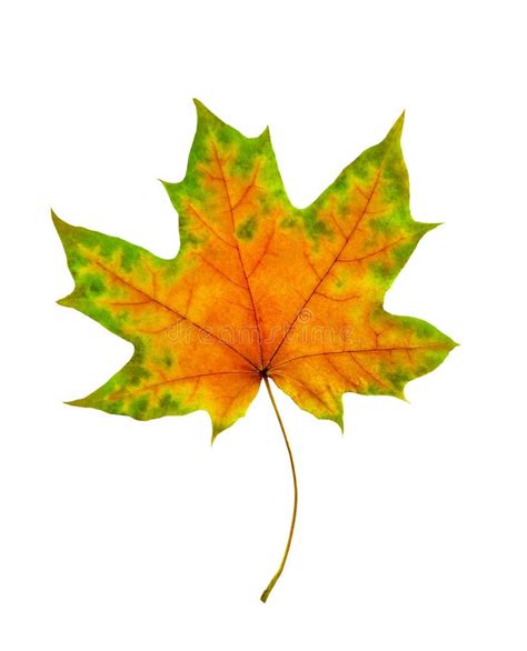 Beautiful Single Autumnal Maple Leaf Isolated On White Background