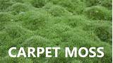 Photos of Carpet Moss