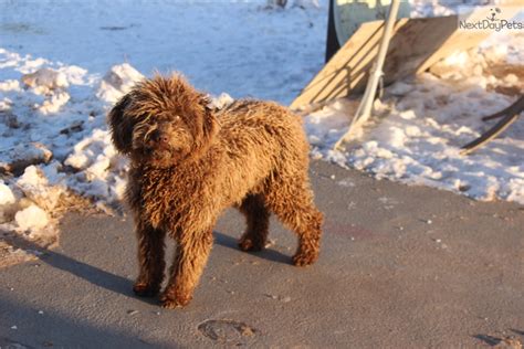 Spanish Water Dog puppy for sale near Lincoln, Nebraska ...