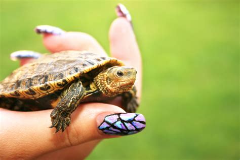 Download Best Pet Turtles That Get Big Photos Pets House