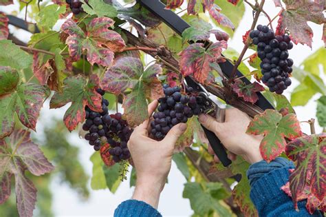 The Simple Guide To Growing Your Own Grapes Country Life