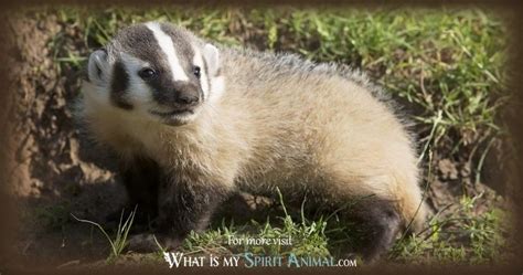 Badger Symbolism And Meaning Spirit Totem And Power Animal