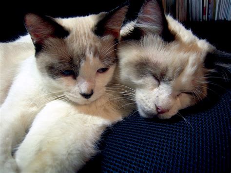 Kittens Brother And Sister Photograph By Michele Avanti Fine Art America
