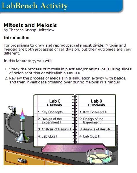 Latinopoetryreview.com cell division mitosis and meiosis bundle from mitosis vs meiosis worksheet answer key i have given this worksheet for students to complete in their own or in the computer lab, but i prefer to just show. Mitosis Virtual Lab Worksheet Answer Key / Mitosis Virtual ...