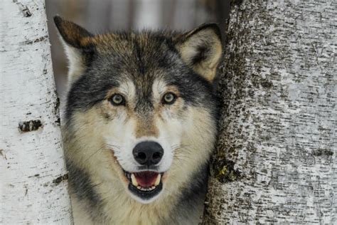 Cachorro Que Parece Lobo Conheça Algumas Raças Petlove