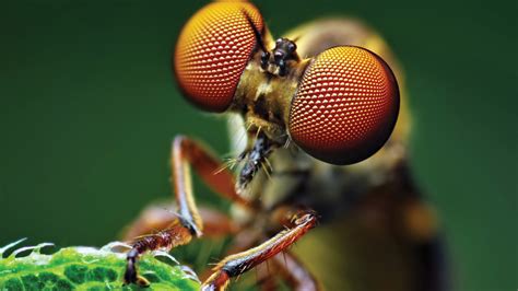 Fly Eye Macro Hd Wallpaper