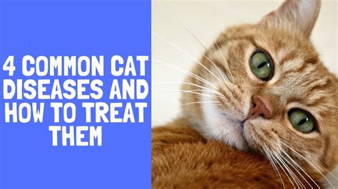 4 Common Cat Diseases And How To Treat Them Youtube