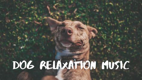 Dog Relaxation Music Music To Chill Out Your Dog Or Puppy Youtube