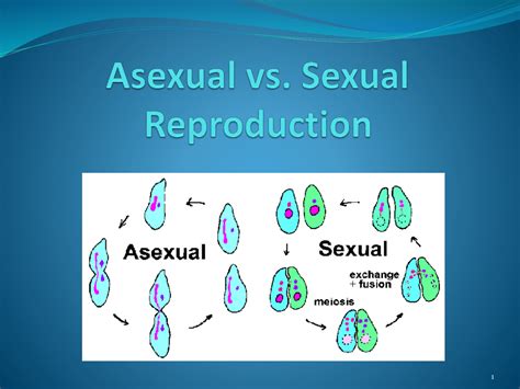 What Is The Basic Difference Between Asexual Reproduction And Sexual Hot Sex Picture