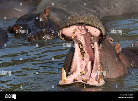 Hippopotamus Hippopotamus Amphibicus With Open Mouth Close Up Female Yawning Threatening