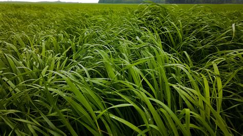 Forage Grass Varieties Quality Seeds Ltd