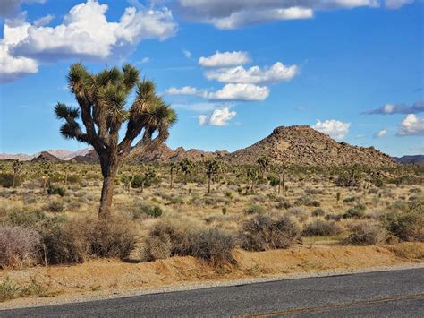 Driving Through Joshua Tree National Park Things To See In One Day