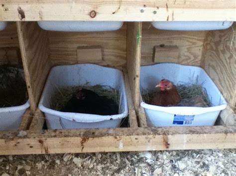 Broody Hen Help I Need Advice Farm Chickens Chicken Nesting