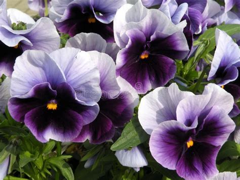 Blue Pansy Flowers Stock Image Image Of Background Lithuania 88134777