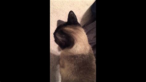 Siamese Cat Meowing So Adorable Youtube