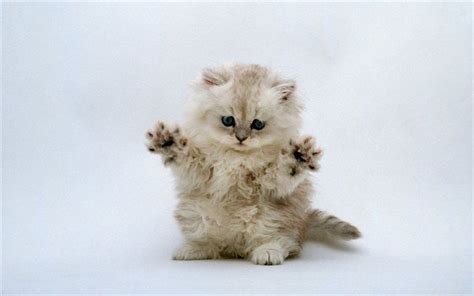 Download Wallpapers Fluffy Kitten Cute Animals Cats Little Kitty