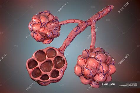 Computer Illustration Of Alveoli In Human Lungs Anatomical Artwork Stock Photo