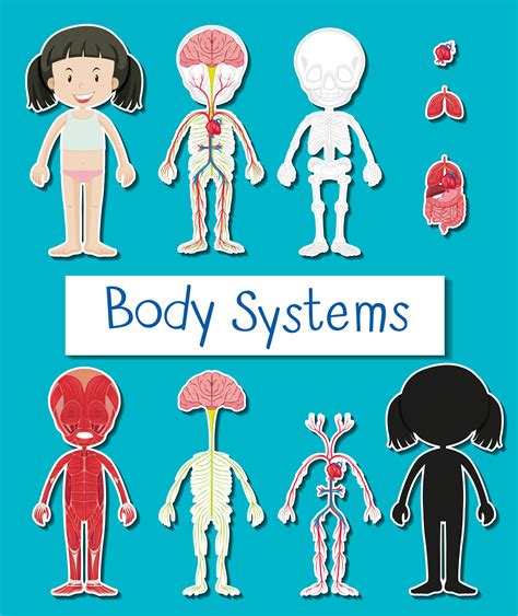 Diagram Showing Different Body Systems Of Human Girl 446103 Vector Art