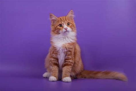 Lets Meet 5 Long Haired Cat Breeds Catster