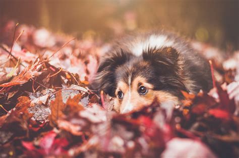 Free Images Leaf Flower Puppy Canine Red Autumn Season Close