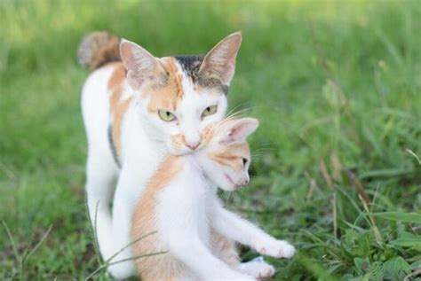 How Do Cats Carry Their Kittens Cat Behavior Facts And Faqs Pet Keen