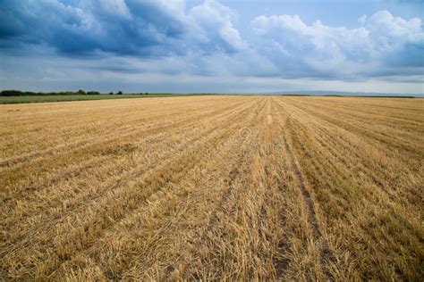 Wheat Stubble Field Over Stormy Cloudscape Stock Photo Image Of