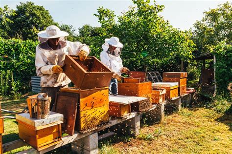 Imkern Im Garten Voraussetzungen And Tipps Für Die Bienenhaltung