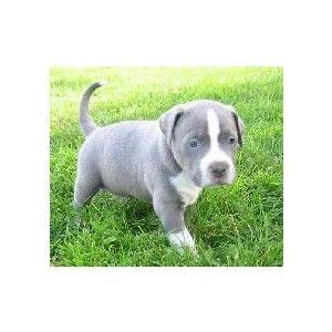 Past puppies produced the puppies below are all sold. Blue pitbull pup looks like our lil Hercules so CUTE!!! | Pitbull puppies, Blue pitbull dog ...
