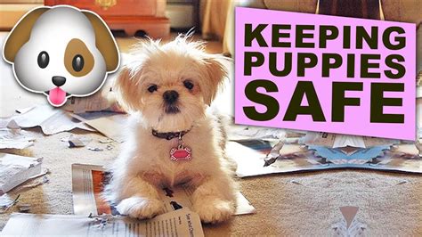 Tips To Keep Your Puppies Safe Puppy Proof Your Home Youtube