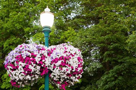 Lamp Post Flowers Stock Photo Image Of Pink City Safety 26294682
