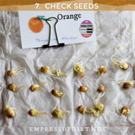 How To Start Orange Seeds Headassistance3