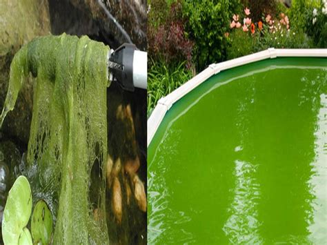 The Pond Outlet Blog » Blog Archive » Getting Rid of Algae ...